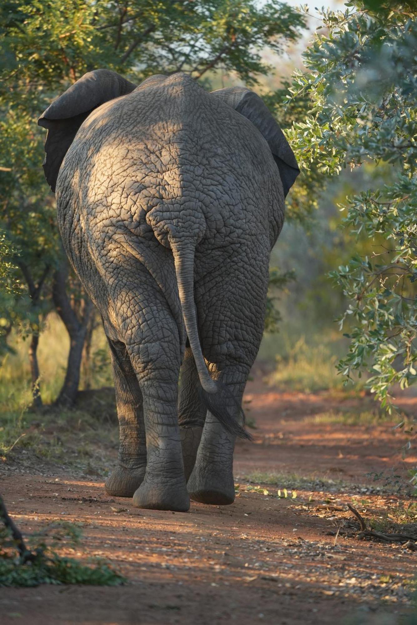 Shibula Safari Lodge Welgevonden Ngoại thất bức ảnh