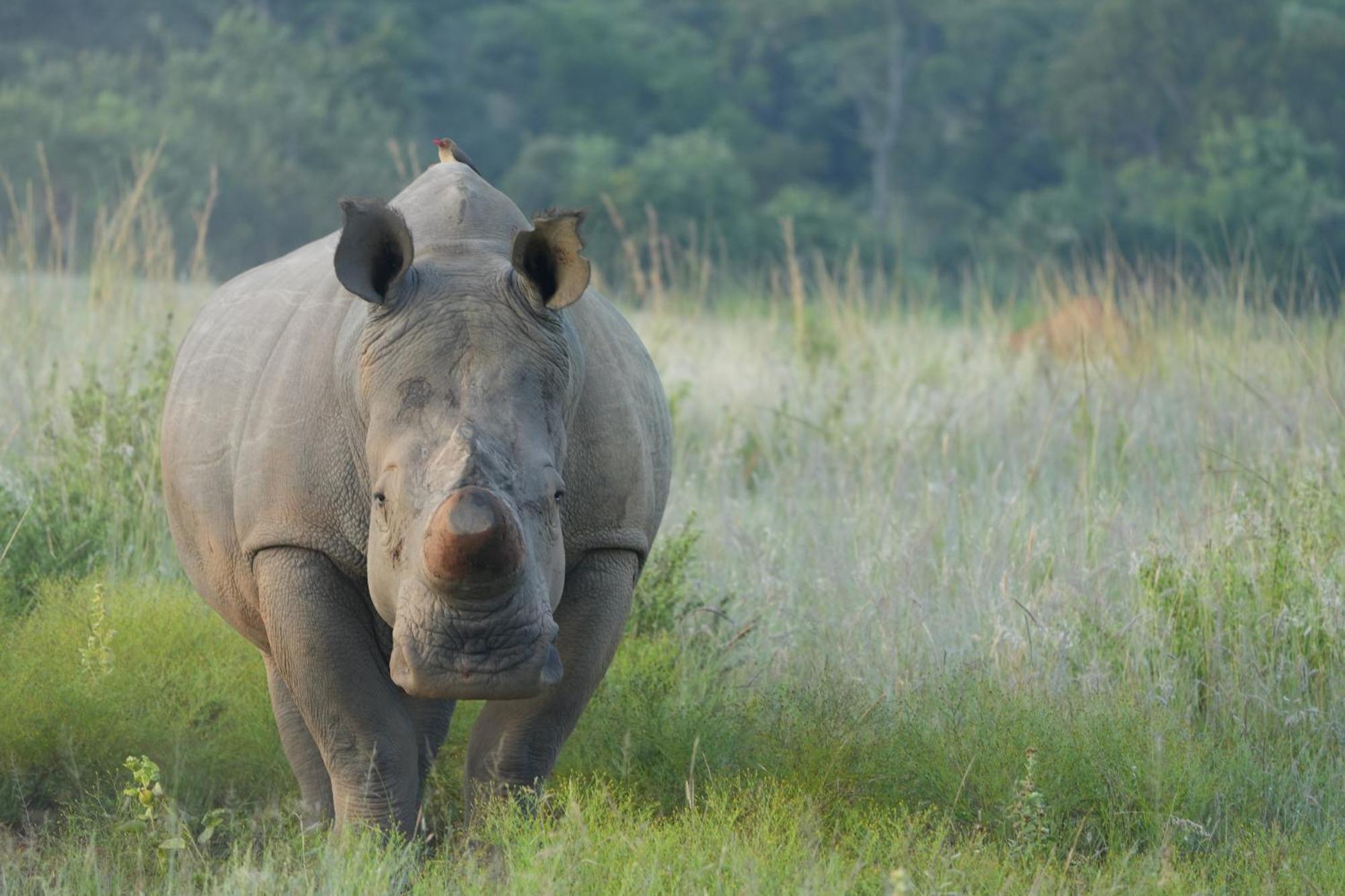 Shibula Safari Lodge Welgevonden Ngoại thất bức ảnh