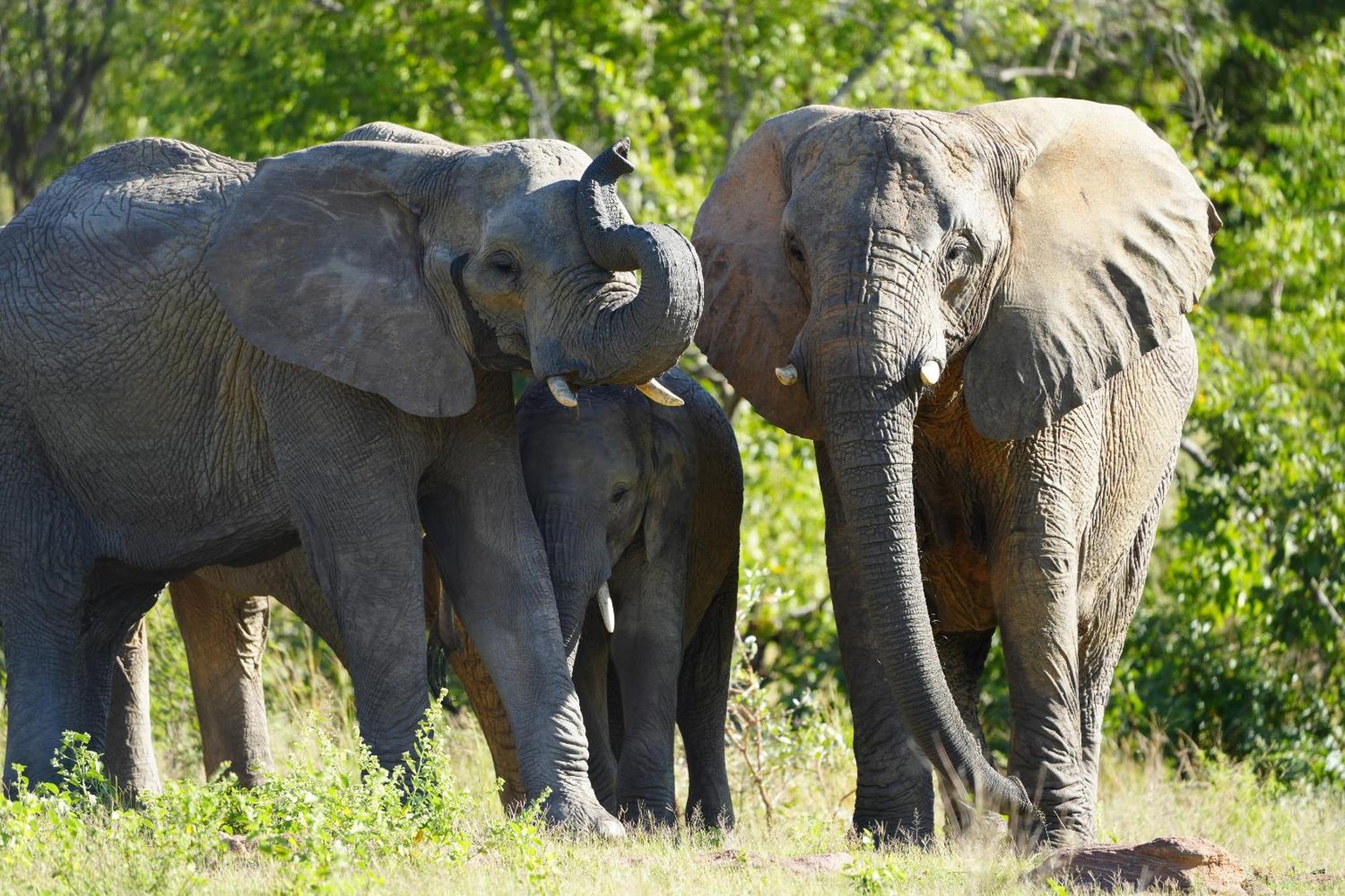 Shibula Safari Lodge Welgevonden Ngoại thất bức ảnh