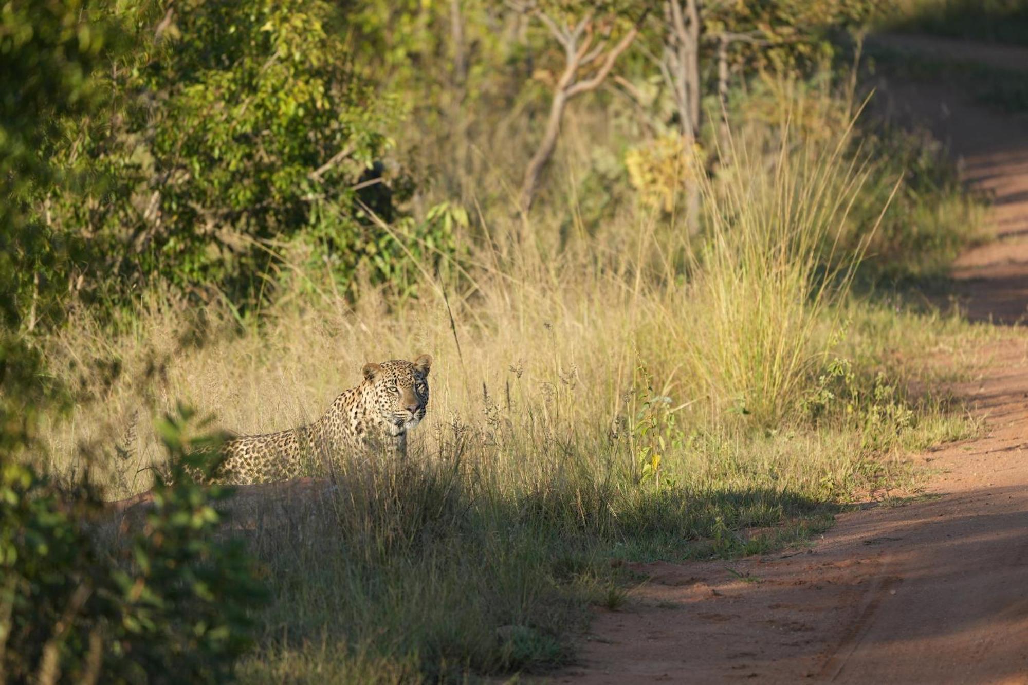 Shibula Safari Lodge Welgevonden Ngoại thất bức ảnh