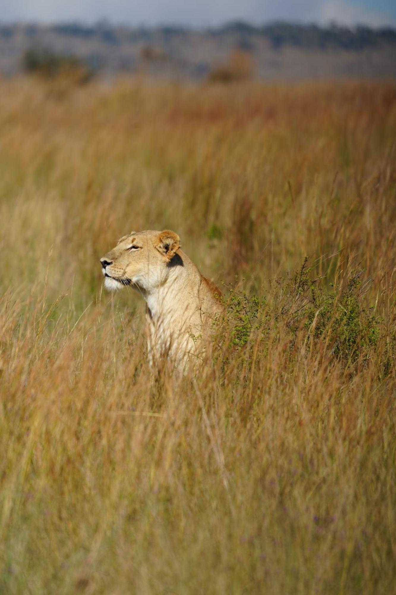 Shibula Safari Lodge Welgevonden Ngoại thất bức ảnh