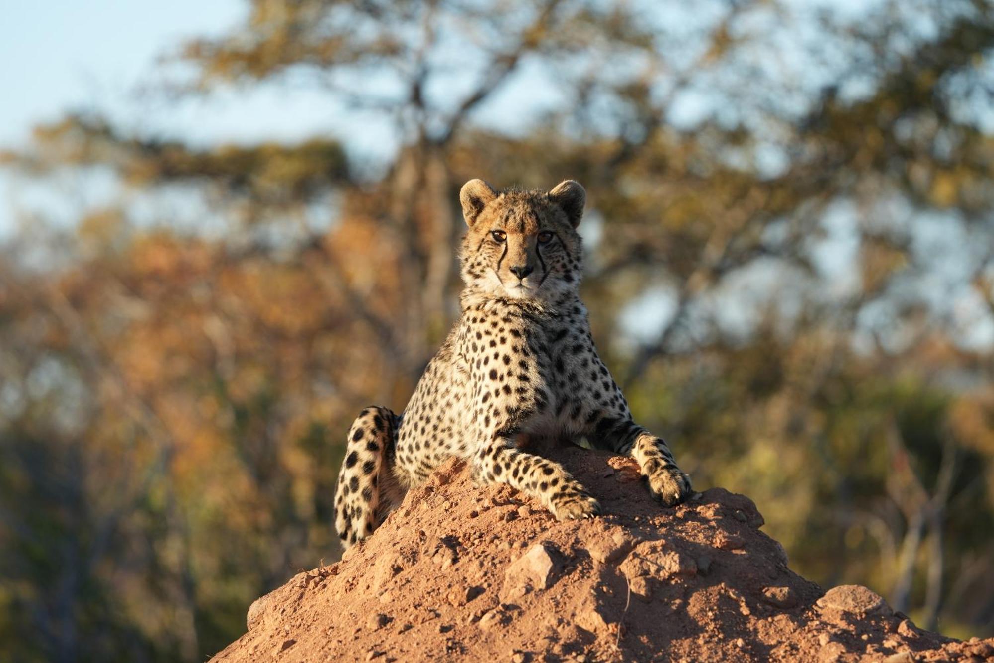 Shibula Safari Lodge Welgevonden Ngoại thất bức ảnh